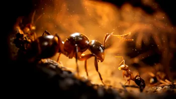 Acest joc cu aspect superb îți permite să controlezi o colonie de furnici fotorealiste: Ce știm despre Empire of the Ants