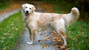 Golden retrieverul tău ar putea să trăiască mai mult. Ce au descoperit oamenii de știință