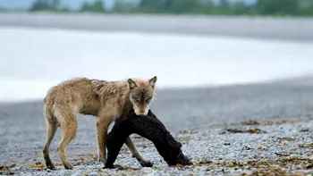VIDEO Comportamentul lupilor se schimbă. Ce se întâmplă cu aceste animale acum, care este cauza