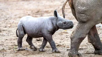 Unul dintre cele mai rare mamifere din lume s-a născut la o grădină zoologică din această țară: Ce știm despre animal VIDEO