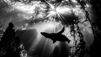 Cele mai frumoase fotografii subacvatice ale anului. Câștigătorii concursului „Arta Oceanului” - FOTO