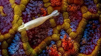 FOTO Cele mai bune fotografii macro ale anului au fost desemnate: Așa vezi lumea cu alți ochi