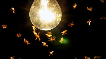 De ce sunt atrase insectele de lumină. Cercetătorii dezvăluie un adevăr neașteptat