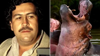 Din umbra lui Pablo Escobar: Hipopotamii 