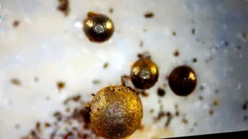 Descoperire incredibilă: Metale găsite în Oceanul Pacific sunt obiecte „extraterestre”