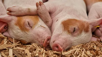 Carnea de porci modificați genetic, în curând, în farfuria ta: Ce vor să facă cercetătorii
