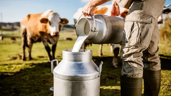 Vaca cu ADN uman: Invenția oamenilor de știință ar putea ajuta milioane de diabetici din lumea întreagă