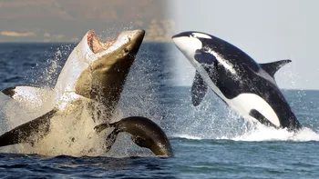 VIDEO Singura ființă din lume care poate devora un rechin uriaș dintr-o înghițitură: Orca, spaima oceanelor