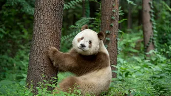 Singurul urs panda maro cu alb aflat în captivitate: Cum explică oamenii de știință coloritul simpaticului animal