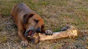 Cele mai mari oase găsite vreodată de un câine. Descoperirea care i-a uimit pe paleontologi