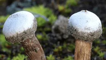 Ciuperca bizară de la granița cu România, numită după viermii de nisip monstruoși din filmul Dune: Ce spun cercetătorii