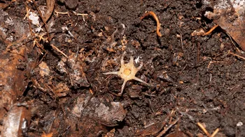 O nouă specie bizară de plante a fost descoperită: De ce este ciudată, conform oamenilor de știință
