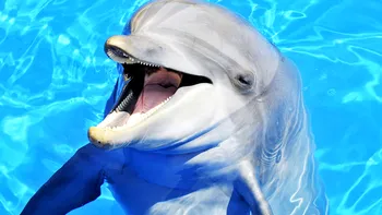 Delfinul care a uitat că e delfin. Cum a ajuns să „vorbească” limba altei specii