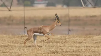 Gazela cu șase picioare: Unde poți vedea animalul ieșit din comun, cât de bine se descurcă, de fapt