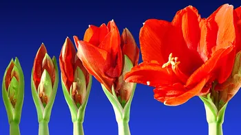 Planeta se schimbă: Înflorirea apare mai devreme, primăvara
