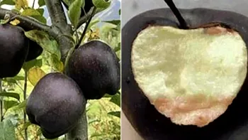 Fructele aparent banale cu care poți da lovitura în afaceri, se vând precum caviarul. Cât costă un kilogram de mere negre, unde cresc