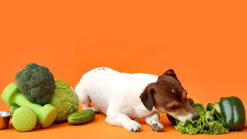 Cât de bine este să-ți hrănești animalul de companie cu mâncare vegană. Ce spun specialiștii, de fapt