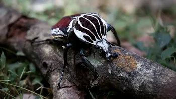 Gândacul „care merge la sală”. Unde trăiește această insectă, de ce este unică