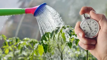 Ora ideală pentru udarea plantelor: Regula de aur a experților în grădinărit