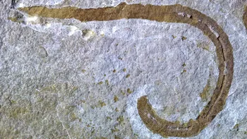 Râma ucigașă, de 425 de milioane de ani. Descoperirea făcută de oamenii de știință