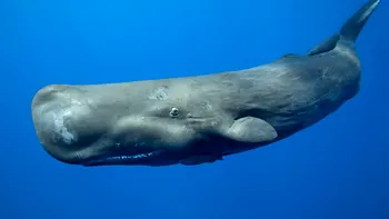 Care specie de pe Pământ are cel mai mare creier din toate timpurile