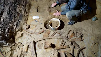 Descoperire extraordinară în pivnița unui vinificator din această țară: Oase de mamut din Epoca de Piatră