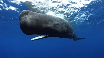 Asemănarea dintre balenele cașalot și oameni: Așa îți dai seama că nu suntem singura specie inteligentă de pe Pământ