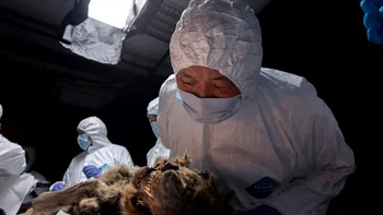 Lup preistoric vechi de 44.000 de ani, înghețat în permafrost, ar putea conține bacterii vii: Ce au descoperit cercetătorii