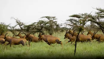 Șase milioane de animale în Africa de Est, cea mai mare migrație de mamifere terestre din lume VIDEO
