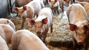 Delicatesa românească, la mare căutare peste hotare: Animalul crescut doar în România pentru care primești bani de la stat