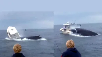 VIDEO Momentul când o balenă scufundă o ambarcațiune cu tot cu echipajul la bord