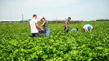 Afacerea unei familii cu 16 copii care a dat lovitura în România. Mulți români se duc la cules în Spania, dar ar putea câștiga aceiași bani în țară
