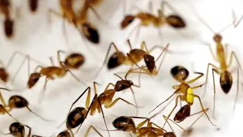 Furnicile efectuează operații chirurgicale pentru a-și salva semenii prin amputări de membre pentru a reduce infecțiile