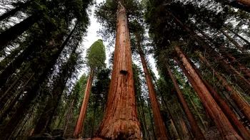 Este plantarea arborilor soluția pentru problemele mediului? Cum putem salva pădurile