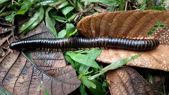 Acest miriapod gigant pierdut timp de peste 120 de ani a fost redescoperit în pădurea din Madagascar: Cât măsoară, ce au aflat cercetătorii