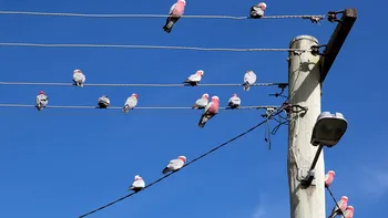 De ce păsările stau pe firele de înaltă tensiune și de ce nu se electrocutează?