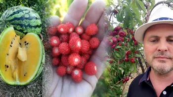 Tânărul care a renunțat la munca în companie pentru a da lovitura în agricultură. Caserola de 350 de grame cu 9 lei, Alin Aignătoaei vinde tot ce produce