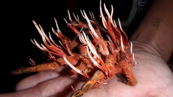 Ființa infectată de ciuperca din The Last of Us. Ce s-a întâmplat cu tarantula după ce a fost controlată de cordyceps