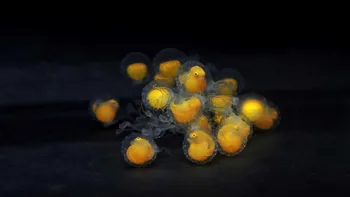 Cele mai spectaculoase și frumoase fotografii științifice ale momentului: Ce reprezintă aceste imagini fascinante