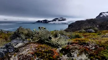 Harta vegetației din Antarctica e îngrijorătoare: Avertismentul oamenilor de știință