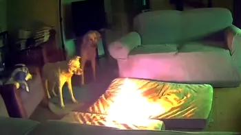 Momentul când un câine roade o baterie portabilă și dă foc locuinței. De ce să nu lași electronicele oriunde când ai animale de companie în casă