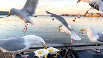 Cum să oprești pescărușii să-ți fure mâncarea: Sfaturi de la un expert în comportamentul animalelor
