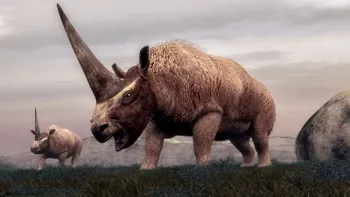 Ai fi crezut că nu a existat niciodată un unicorn: Unicornul siberian a coexistat cu oamenii acum 39.000 de ani