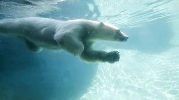 Imaginea tragică a unui urs polar care mănâncă plastic, finalistă la concursul Ocean Photographer of the Year 2024