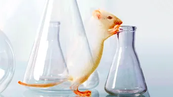 Un banal colorant alimentar a făcut șoarecii transparenți. O descoperire a cercetătorilor care schimbă radical medicina