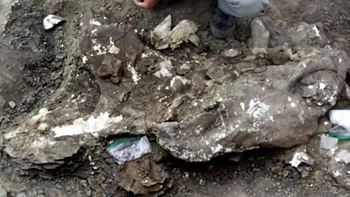 Descoperirea unui craniu uriaș de dinozaur în nordul Canadei poate schimba tot ce știam până acum despre evoluția omenirii