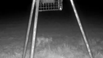 Animalul misterios surprins într-o imagine care derutează oamenii de știință. Posibila explicație pentru creatura patrupedă