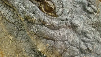 Henry, cel mai bătrân crocodil din lume, împlinește 123 de ani VIDEO