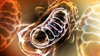 Mitocondriile 