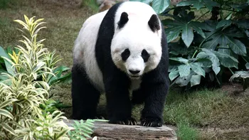 O descoperire surprinzătoare: Urșii panda antici trăiau în Europa și mâncau carne
